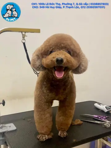 Giữ Chó Mèo Tết 2024