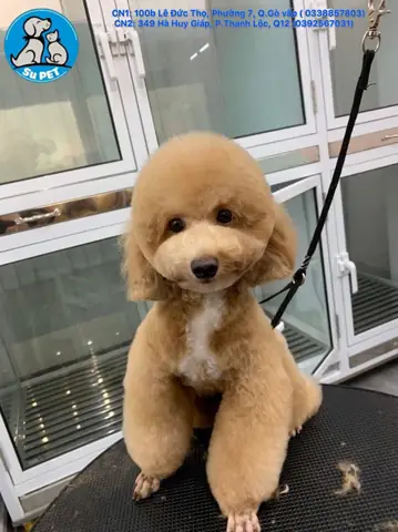 Giữ Chó Mèo Ngày Tết Tphcm Giữ Chó Mèo Ngày Tết Tphcm