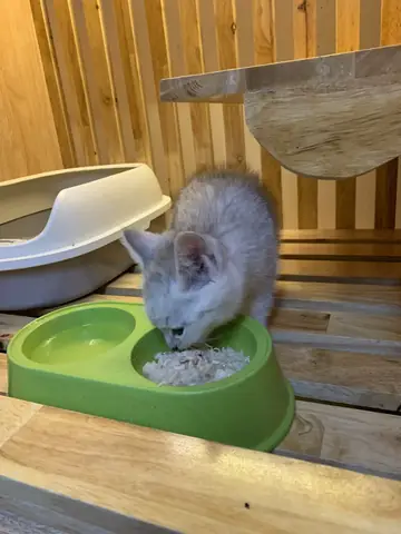 Pet Care – Linh Chiểu Thủ Đức Pet Care – Linh Chiểu Thủ Đức