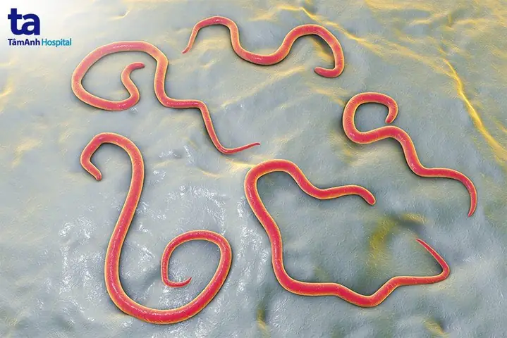 Cách Điều Trị Bệnh Giun Đũa Chó Cách Điều Trị Bệnh Giun Đũa Chó