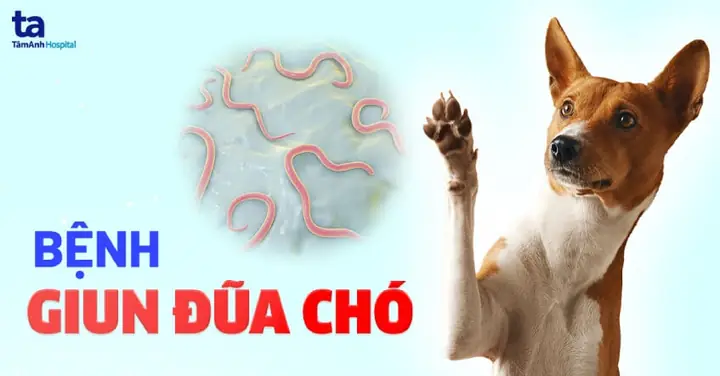 Bệnh Giun Đũa Chó (bệnh Nhiễm Toxocara Canis): Dấu Hiệu & Nguyên Nhân Bệnh Giun Đũa Chó (bệnh Nhiễm Toxocara Canis): Dấu Hiệu & Nguyên Nhân