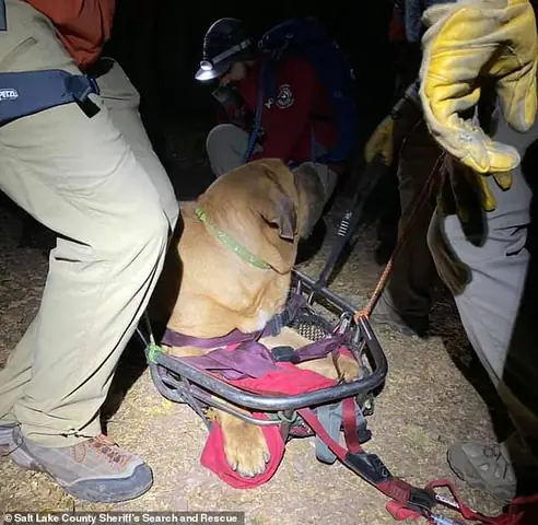 [wenews] Chú Chó Ngao Khổng Lồ Đi Leo Núi Cùng Chủ, Cuối Cùng Phải Gọi Cứu Hộ Cáng Xuống