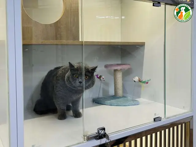 Gửi Chó Mèo Hà Nội Tại Tropicpet – Một Địa Chỉ Uy Tín, Chất Lượng Cao Gửi Chó Mèo Hà Nội Tại Tropicpet – Một Địa Chỉ Uy Tín, Chất Lượng Cao