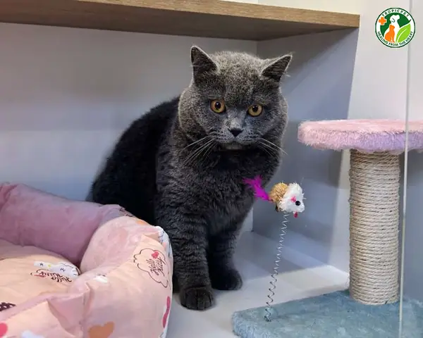 Tại Sao Nên Sử Dụng Dịch Vụ Gửi Chó Mèo Hà Nội? Tại Sao Nên Sử Dụng Dịch Vụ Gửi Chó Mèo Hà Nội?