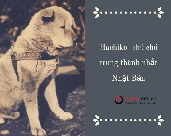 Hachiko Là Giống Chó Gì? Tìm Hiểu Về Loài Chó Akita Inu Và Huyền Thoại Trung Thành