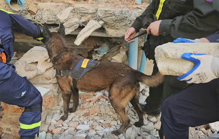 Hai Chú Chó Cứu Hộ: Câu Chuyện Cảm Động Và Ý Nghĩa Bảo Tồn Động Vật