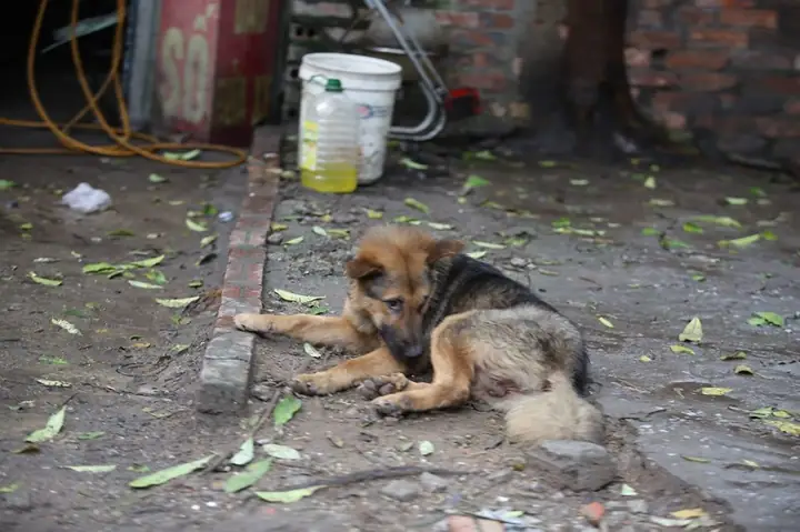 Sau Gần 2 Năm Có Quy Định Chó Thả Rông Bị Bắt, Sau 72 Giờ Không Có Ai Nhận Sẽ Mang Đi Tiêu Hủy Thì Tình Trạng Chó Thả Rông Đã Hạn Chế Rất Nhiều. Tuy Nhiên, Đâu Đó Ở Đường Phố Hà Nội Vẫn Còn Những Chú Chó Vẫn "lang Thang" Mà Không Có Rọ Mõm.