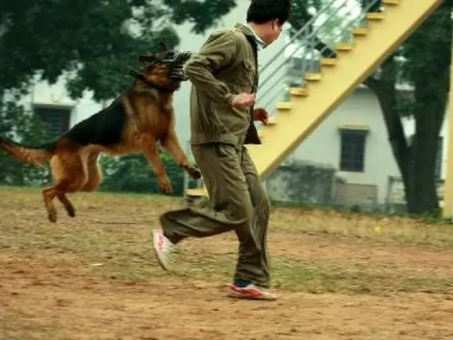 Bất Ngờ Bị Chó Tấn Công: Hãy Thực Hiện Ngay ”4 Không, 3 Có” Để Tránh Nguy Hiểm Bất Ngờ Bị Chó Tấn Công: Hãy Thực Hiện Ngay ”4 Không, 3 Có” Để Tránh Nguy Hiểm