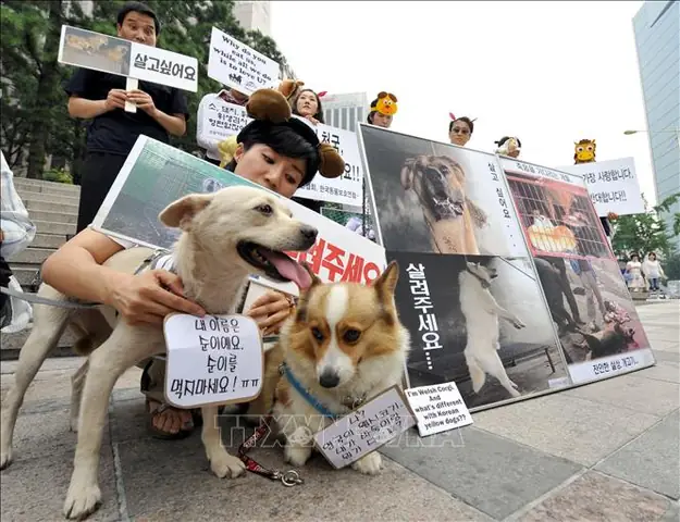 Hàn Quốc Có Ăn Thịt Chó Không? Sự Thật & Những Thay Đổi