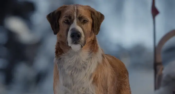 "tiếng Gọi Nơi Hoang Dã": Hành Trình Tìm Về Bản Năng Của Một Chú Chó