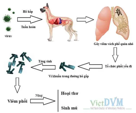 Phòng Bệnh Đường Hô Hấp Chó: