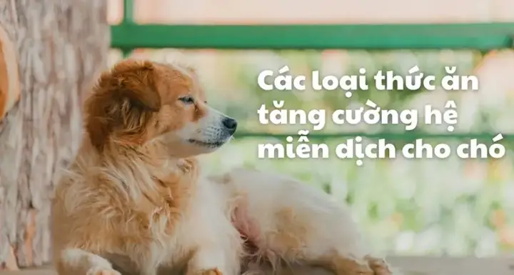 Hệ Hô Hấp Của Chó: Cấu Tạo, Chức Năng Và Những Điều Cần Biết