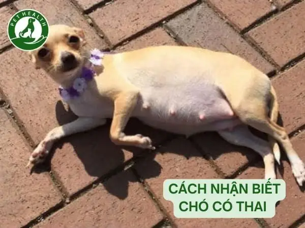 Cách Nhận Biết Chó Có Thai Chính Xác