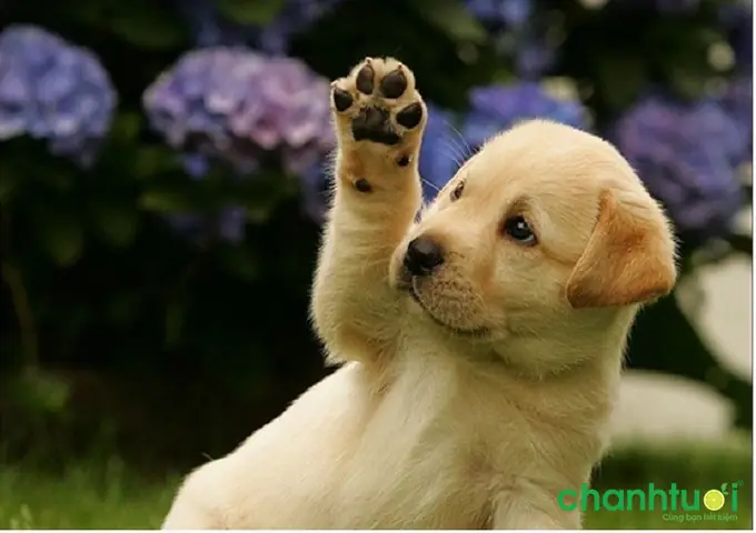 18 Điều Thú Vị Về Bàn Chân Chó