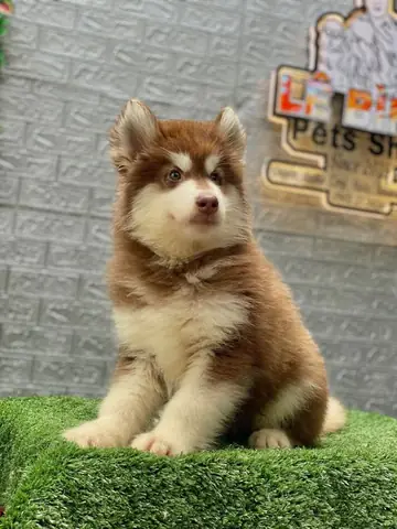 Hình Ảnh Chó Alaska Con Dễ Thương