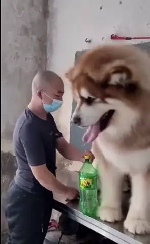 Hình Ảnh Chó Alaska Ngáo