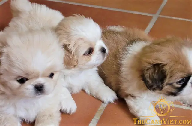 Hình Ảnh Chó Bắc Kinh: Bộ Sưu Tập Những Khoảnh Khắc Đáng Yêu Và Thông Tin Chi Tiết Về Loài Chó Quý Tộc