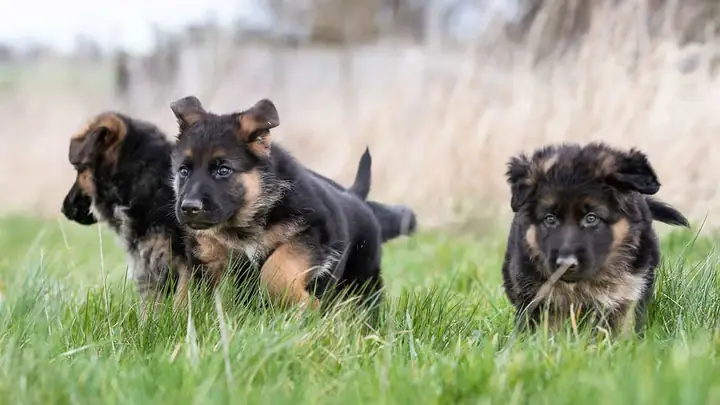 Chó Becgie Đức Nhỏ Dễ Thương