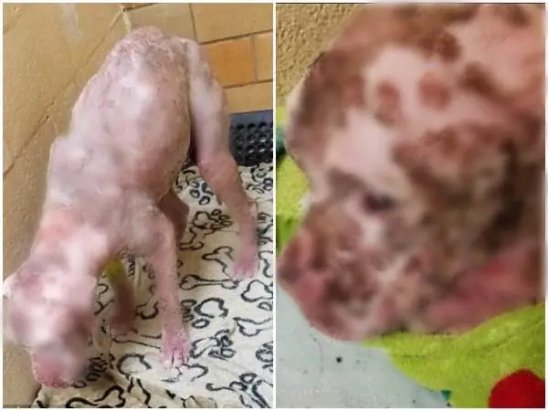 Hình Ảnh Chó Bị Ong Đốt: Dấu Hiệu, Cách Xử Lý Và Phòng Tránh