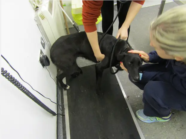 Hình Ảnh Chó Mẹ Bị Xích Nhưng Vẫn Cố Đùm Bọc 6 Chó Con Làm Lay Động Cư Dân Mạng - Ảnh 3.