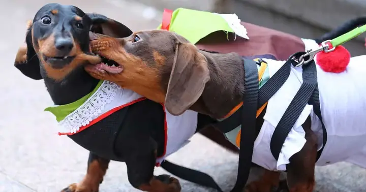 Hình 3: Nụ Hôn Quá Đà