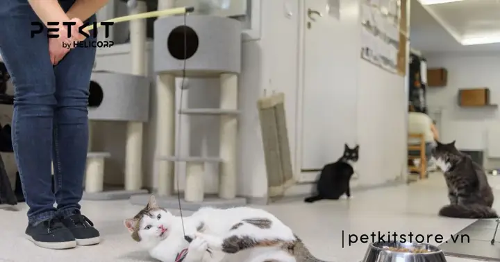 Ảnh Hưởng Đến Tinh Thần