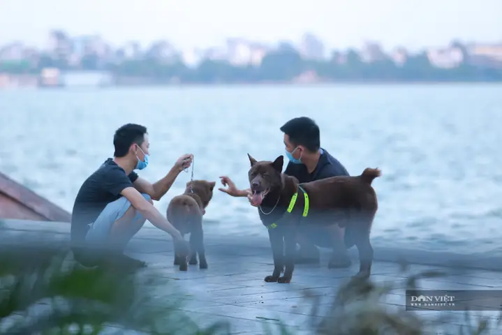 Hà Nội: Đây Là Hình Ảnh Chó Thả Rông, Không Rọ Mõm Nơi Công Cộng Khiến Nhiều Người Phát Sợ! Hà Nội: Đây Là Hình Ảnh Chó Thả Rông, Không Rọ Mõm Nơi Công Cộng Khiến Nhiều Người Phát Sợ!