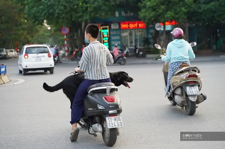 Hà Nội: Đây Là Hình Ảnh Chó Thả Rông, Không Rọ Mõm Nơi Công Cộng Khiến Nhiều Người Phát Sợ! Hà Nội: Đây Là Hình Ảnh Chó Thả Rông, Không Rọ Mõm Nơi Công Cộng Khiến Nhiều Người Phát Sợ!