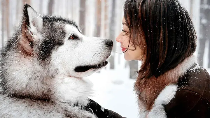 Đặc Điểm Về Tính Cách Của Husky Và Alaska