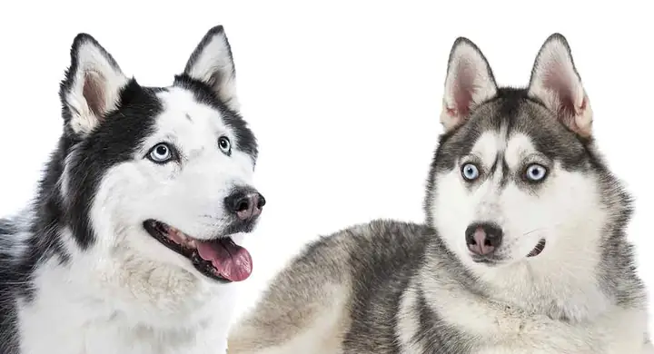 Đặc Điểm Về Tính Cách Của Husky Và Alaska
