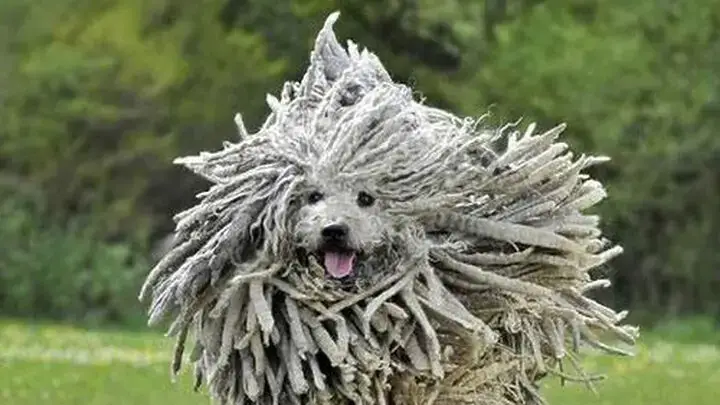 Chăm Sóc Lông Chó Xù: Bí Quyết Để Giữ Gìn Vẻ Đẹp Hoàn Hảo Và Sức Khỏe