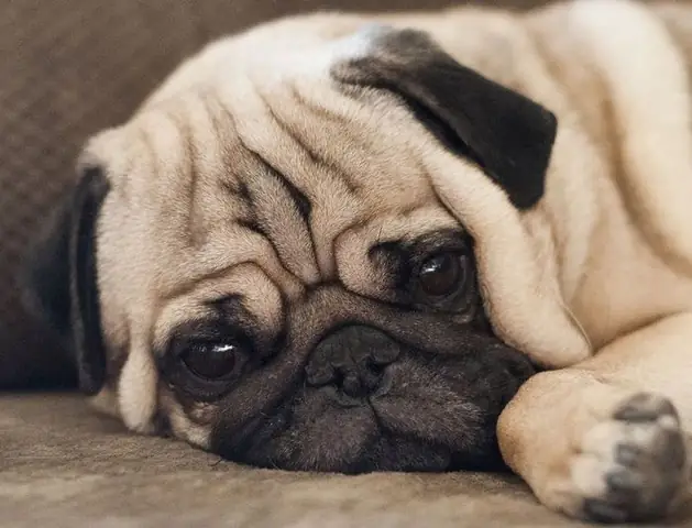 Hình Ảnh Chó Mặt Xệ Dễ Thương Hình Ảnh Chó Mặt Xệ Dễ Thương