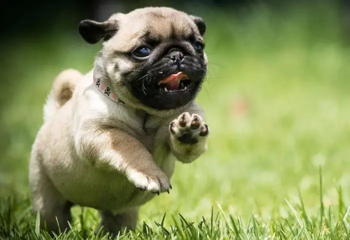 Hình Ảnh Chó Mặt Xệ Dễ Thương Hình Ảnh Chó Mặt Xệ Dễ Thương