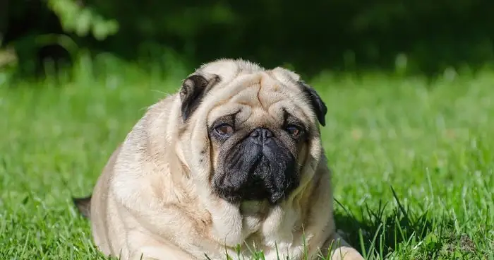 Hình Ảnh Chó Mặt Xệ Dễ Thương Hình Ảnh Chó Mặt Xệ Dễ Thương