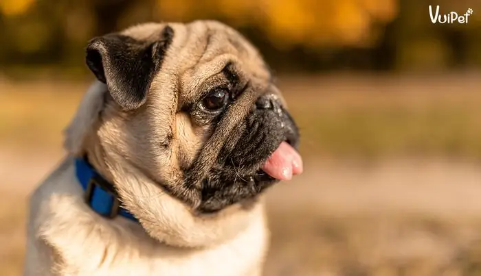 Hình Ảnh Chó Mặt Xệ Dễ Thương Hình Ảnh Chó Mặt Xệ Dễ Thương