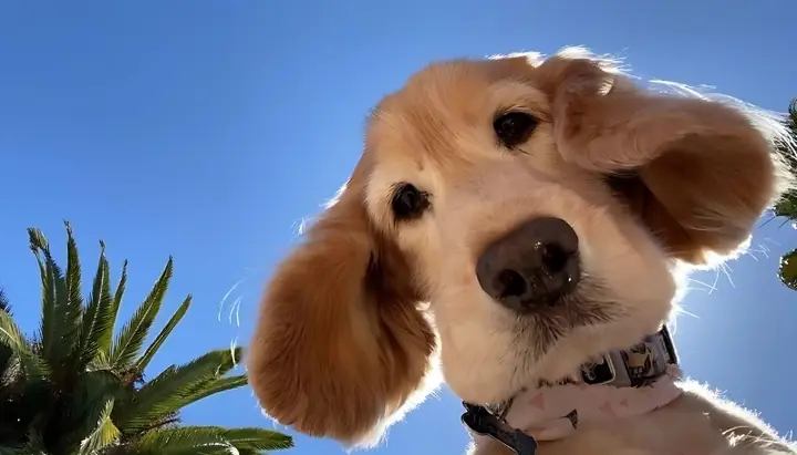 Hình Nền Con Chó Đẹp, Sắc Nét