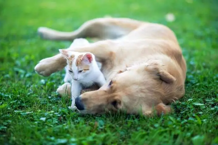 Hình Ảnh Chó Mèo Yêu Nhau