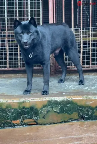 Bạn Hãy Cho Xem Hình Ảnh Chó Mông Cộc Như Thế Nào?