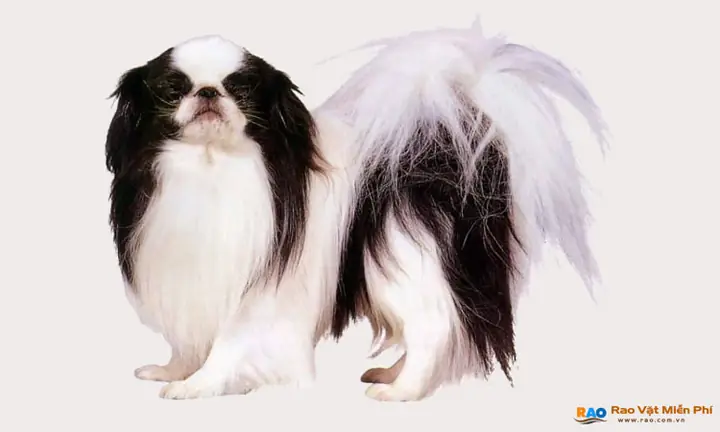 Hình Ảnh Chó Nhật Lai Bắc Kinh