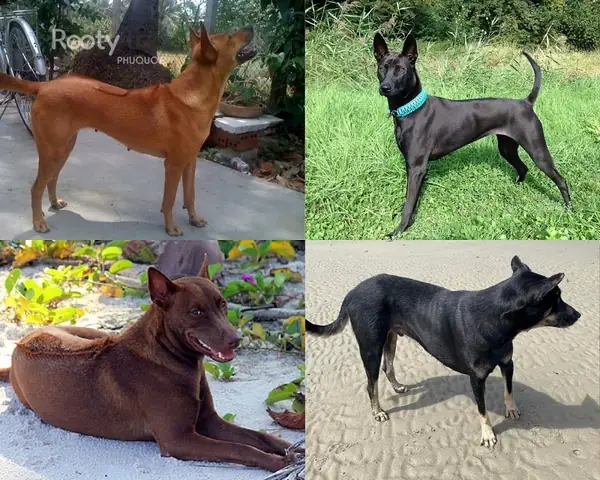 Chó Phú Quốc Giá Bao Nhiêu Tiền?