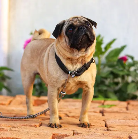 Thông Tin, Đặc Điểm Của Chó Pug