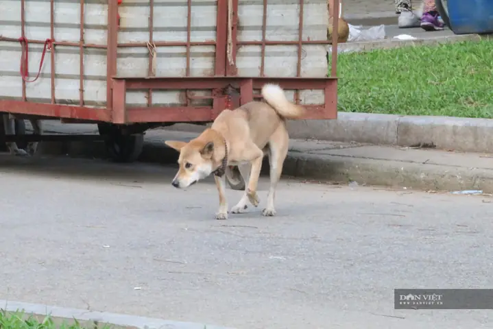 Hà Nội: Đây Là Hình Ảnh Chó Thả Rông, Không Rọ Mõm Nơi Công Cộng Khiến Nhiều Người Phát Sợ!
