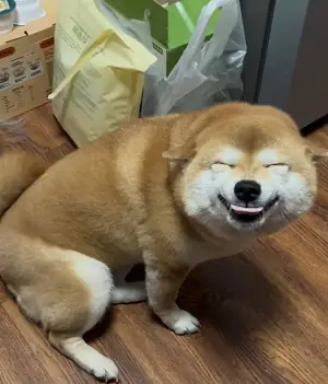 Hình Ảnh Chó Shiba Mặt Ngáo, Ngộ Nghĩnh Hình Ảnh Chó Shiba Mặt Ngáo, Ngộ Nghĩnh
