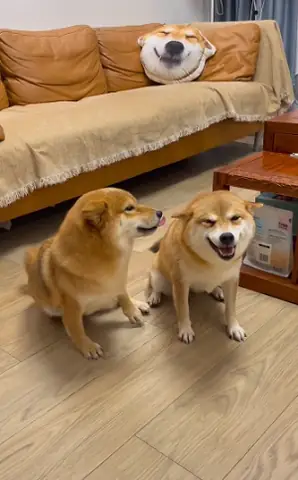 Hình Ảnh Chó Shiba Mặt Ngáo, Ngộ Nghĩnh Hình Ảnh Chó Shiba Mặt Ngáo, Ngộ Nghĩnh