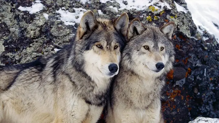 Hình Nền Chó Sói Cho Máy Tính Hình Nền Chó Sói Cho Máy Tính