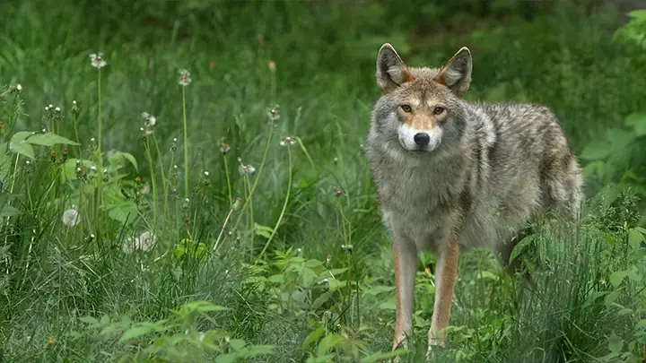 Hình Nền Chó Sói Cho Máy Tính Hình Nền Chó Sói Cho Máy Tính