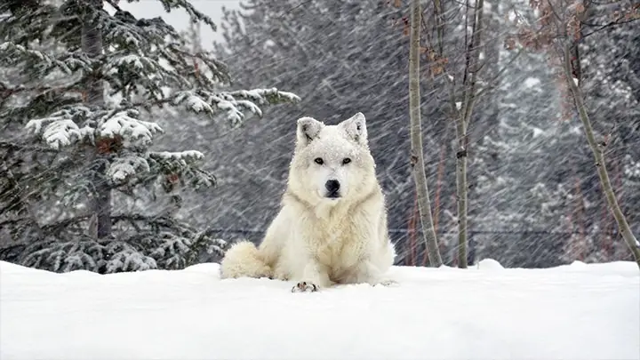 Hình Nền Chó Sói Cho Máy Tính Hình Nền Chó Sói Cho Máy Tính