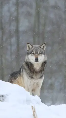 Hình Nền Chó Sói Cho Điện Thoại Hình Nền Chó Sói Cho Điện Thoại