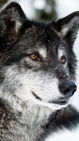 Hình Nền Chó Sói Cho Điện Thoại Hình Nền Chó Sói Cho Điện Thoại