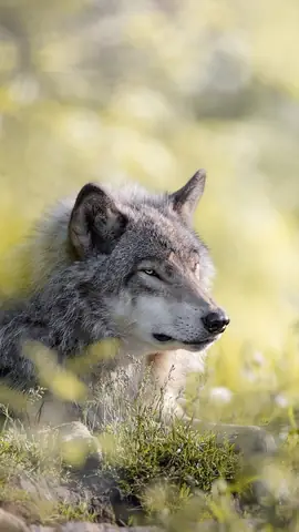 Hình Nền Chó Sói Cho Điện Thoại Hình Nền Chó Sói Cho Điện Thoại